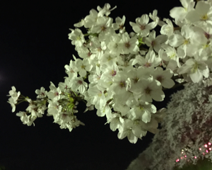 権現堂の夜桜ライトアップでお花見してきました（埼玉県幸手市）